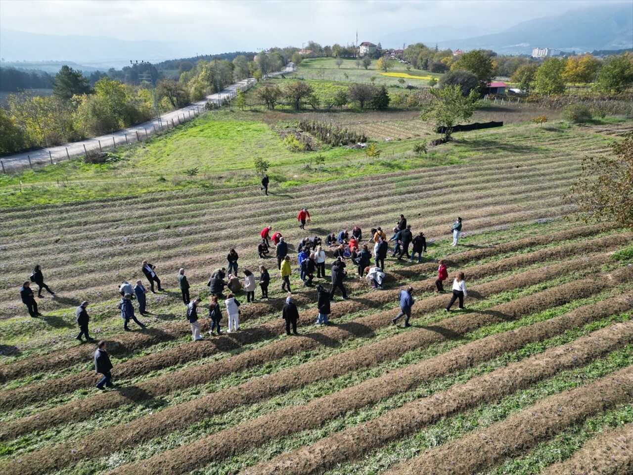 Karabük'ün Safranbolu ilçesinde safran hasadı gerçekleştirildi. Yukarıçiftlik köyü Keten...