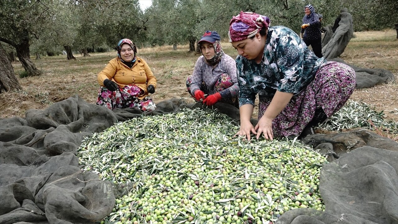 Ulusal Zeytin ve Zeytinyağı Konseyi Başkanı Mustafa Tan, zeytin üreticilerinin yağmur...