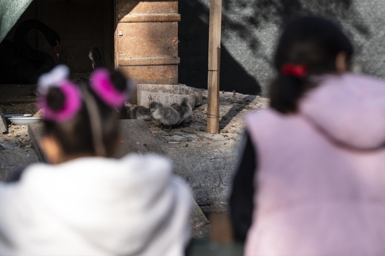 Ankara'nın simgelerinden Kuğulu Park'ta, 5 siyah kuğu yavrusu doğdu.