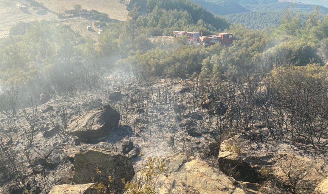 Nazilli'de çıkan makilik yangını,