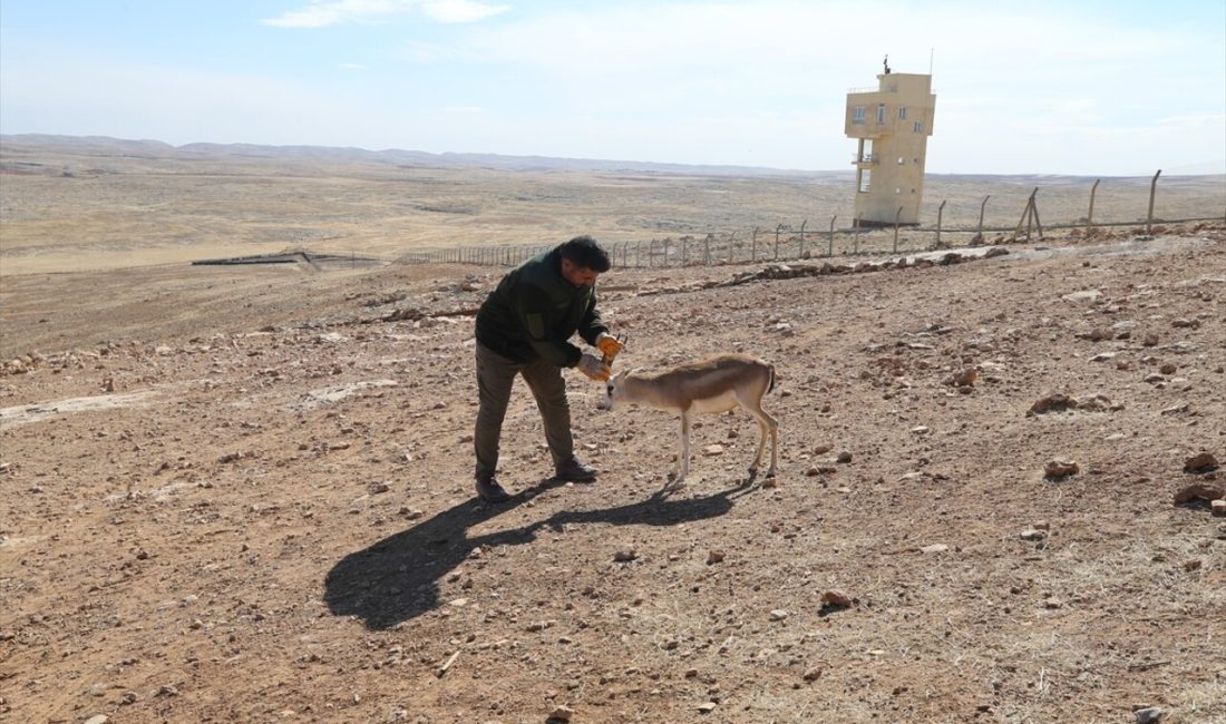 Cumali, Şanlıurfa'daki ceylan üretim