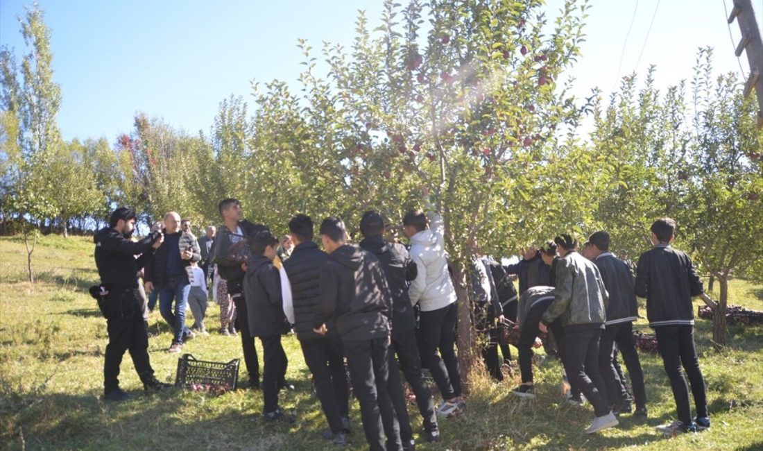 Yüksekova'daki tarım öğrencileri, elma