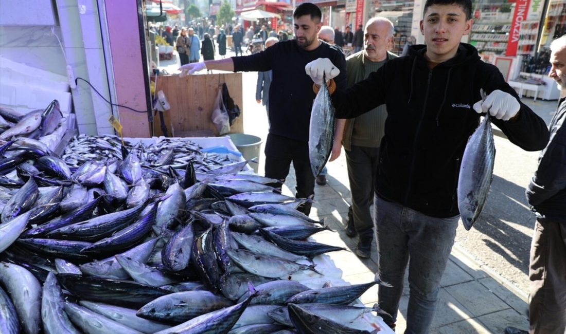 Karadeniz'de avlanan palamutlar fiyatları