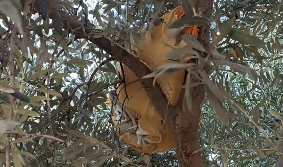 Adana'nın Kozan ilçesinde, zeytin