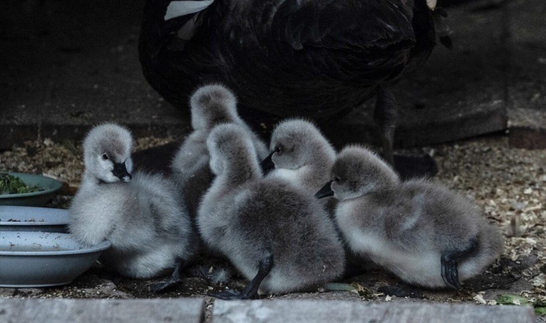 Ankara'da Kuğulu Park, 5