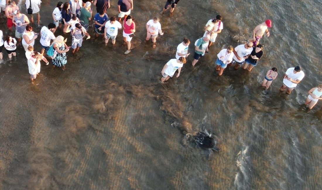 Muğla'da 3 deniz kaplumbağası,