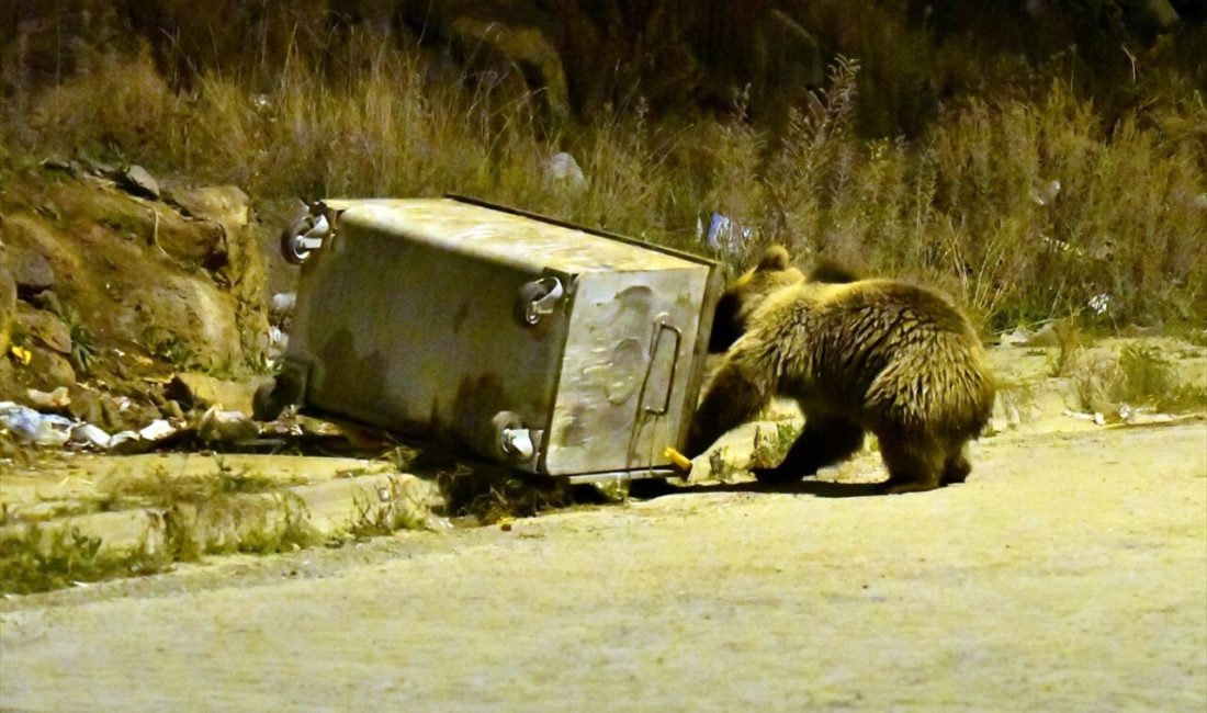 Sarıkamış'ta bozayılar, soğuk havalarda