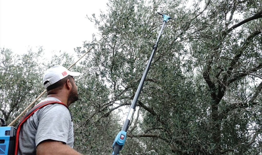 Zeytin üreticileri, yağmur yağmadığı