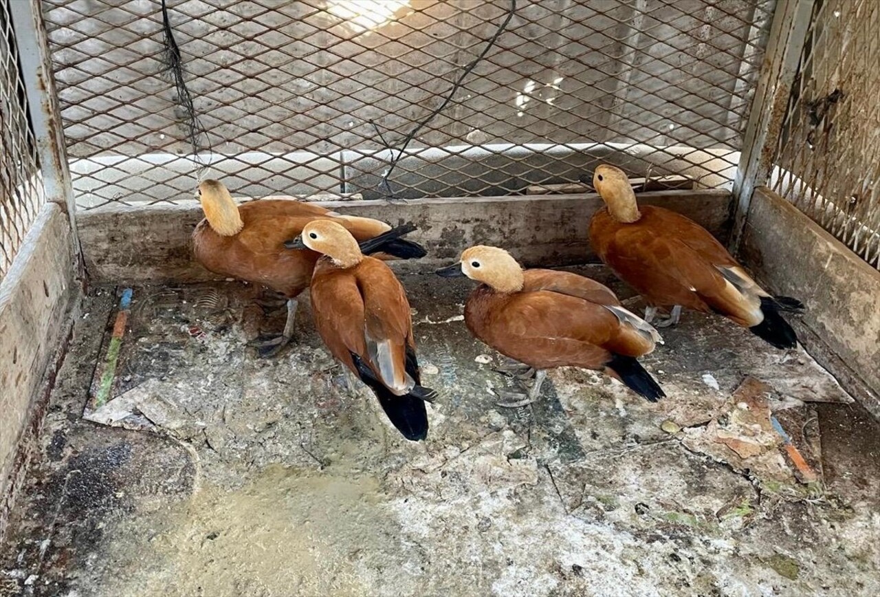 Kırşehir'de bir evde beslenen 5 anguta el konuldu. İl Emniyet Müdürlüğü Çevre Doğa ve Hayvanları...