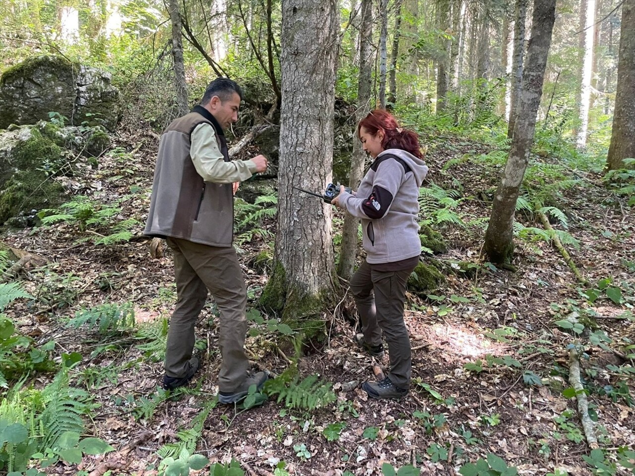 Bartın'da ormana yerleştirilen aynada kendisini gören ayının verdiği tepki, fotokapan tarafından...