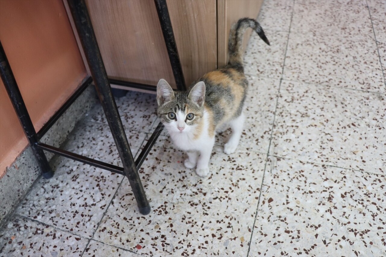 Amasya'da bir ilkokulda öğrenci ve öğretmenler tarafından bakılan sahipsiz kedi, adeta sınıfın...