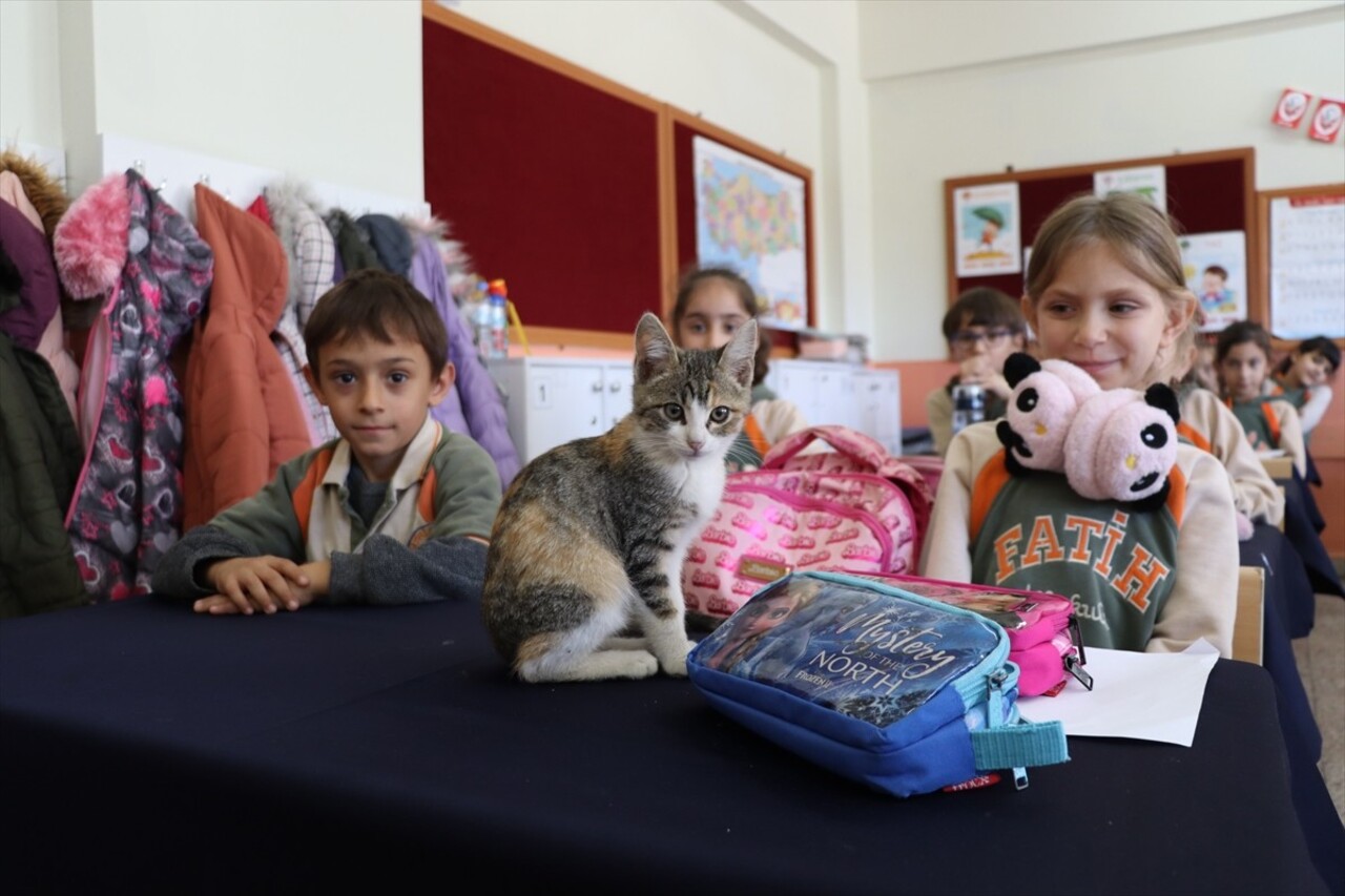 Amasya'da bir ilkokulda öğrenci ve öğretmenler tarafından bakılan sahipsiz kedi, adeta sınıfın...