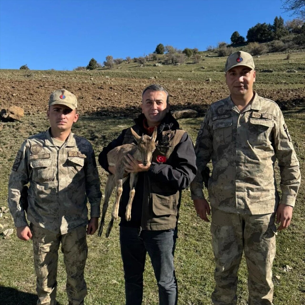 Erzurum'un Oltu içesinde, kartal saldırısı sonucu yaralanan yaban keçisi yavrusu, tedavi altına...