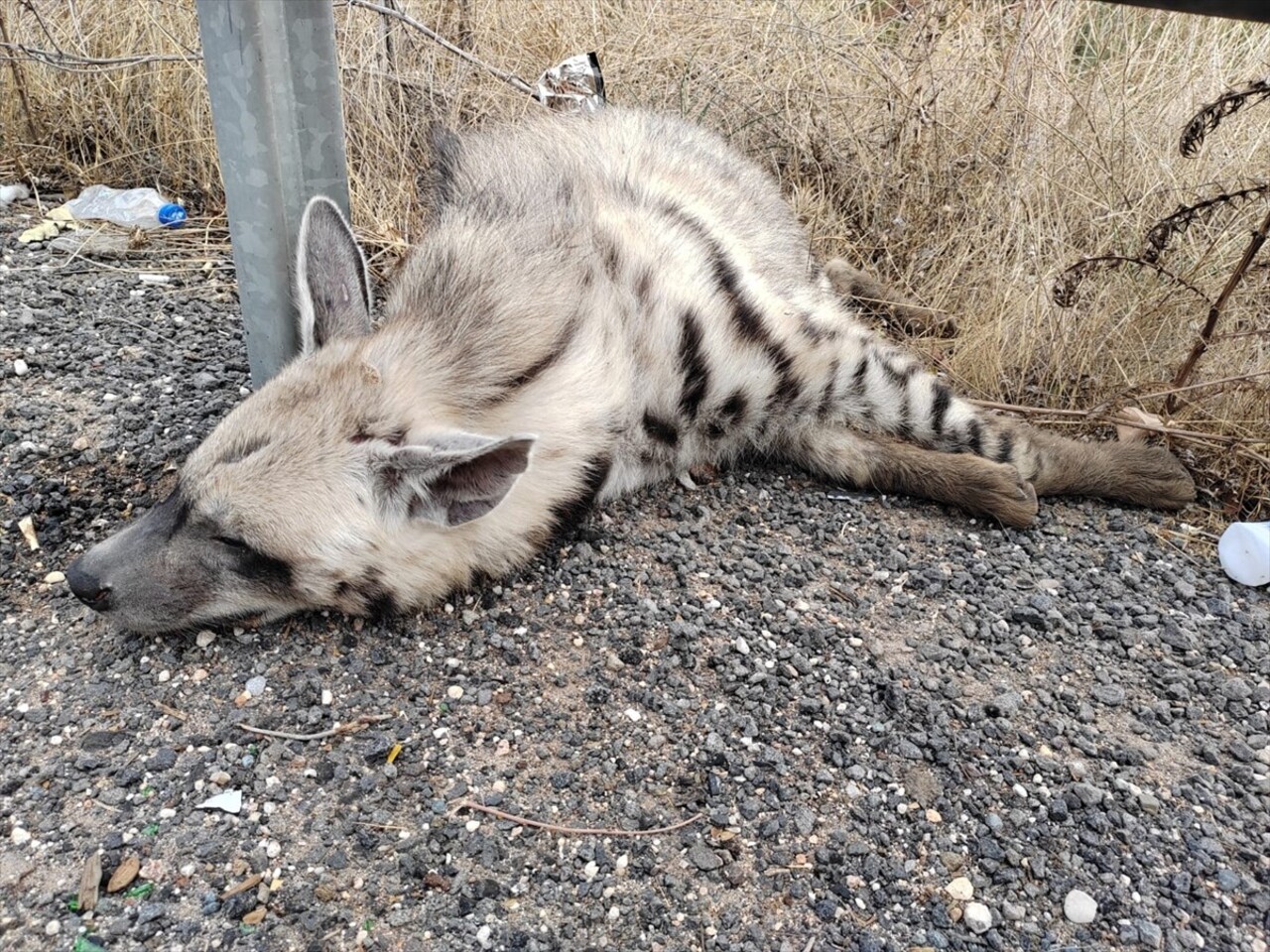 Şanlıurfa'nın Halfeti ilçesinde, nesli tükenme tehlikesi altındaki çizgili sırtlan ölü bulundu....