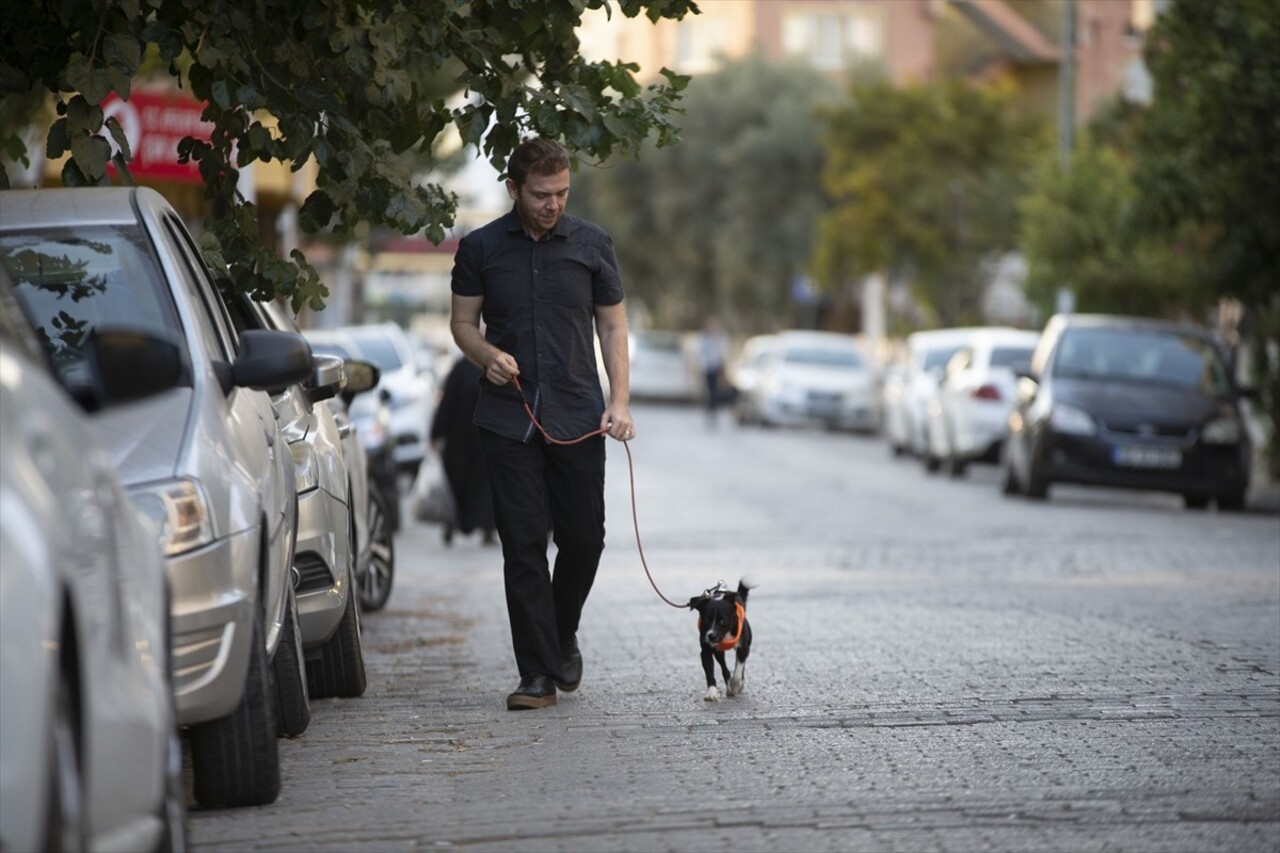 Aydın'da yaralı halde bulunan ve bir çiftin sahiplendiği köpek, felç nedeniyle götürüldüğü...