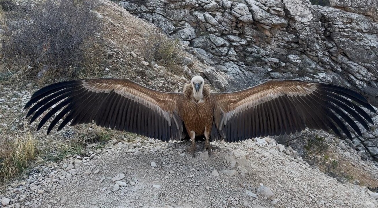 Şırnak'ta yaralı halde bulunan akbaba, tedavisinin ardından doğaya salındı.