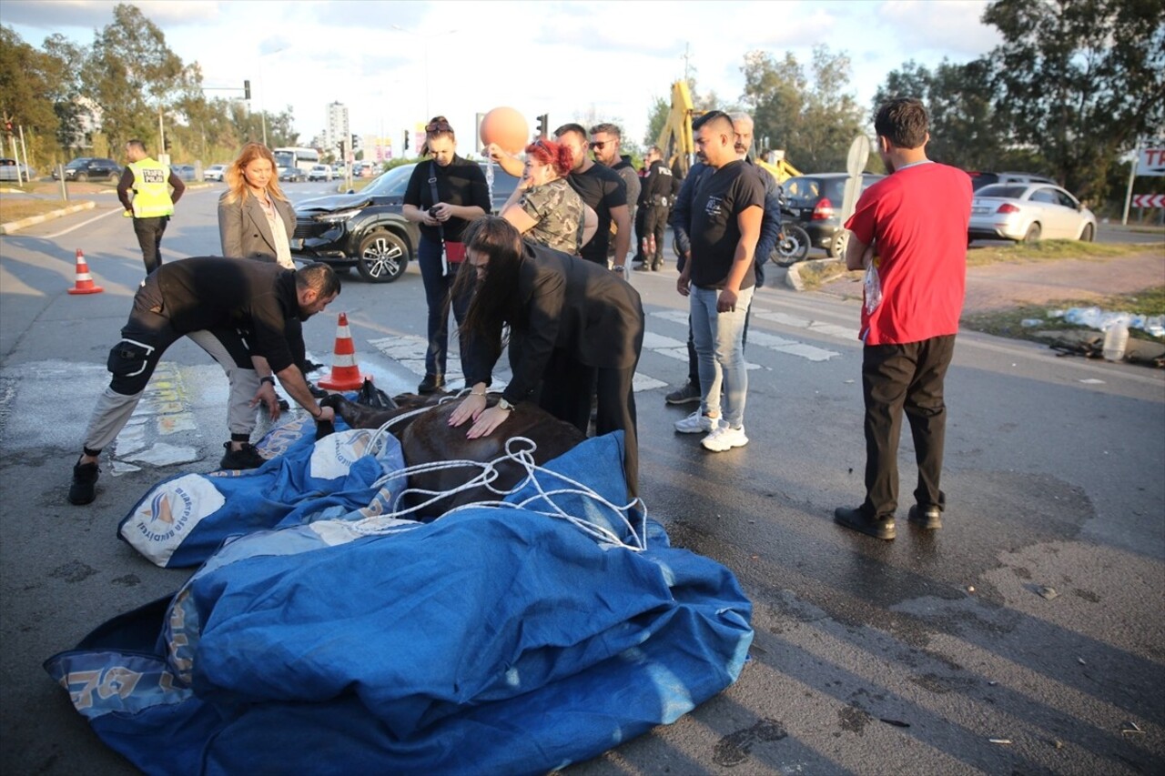 Antalya'da cipin çarptığı ve veteriner hekimlerin kalp masajı yaparak hayata yeniden döndürdüğü...