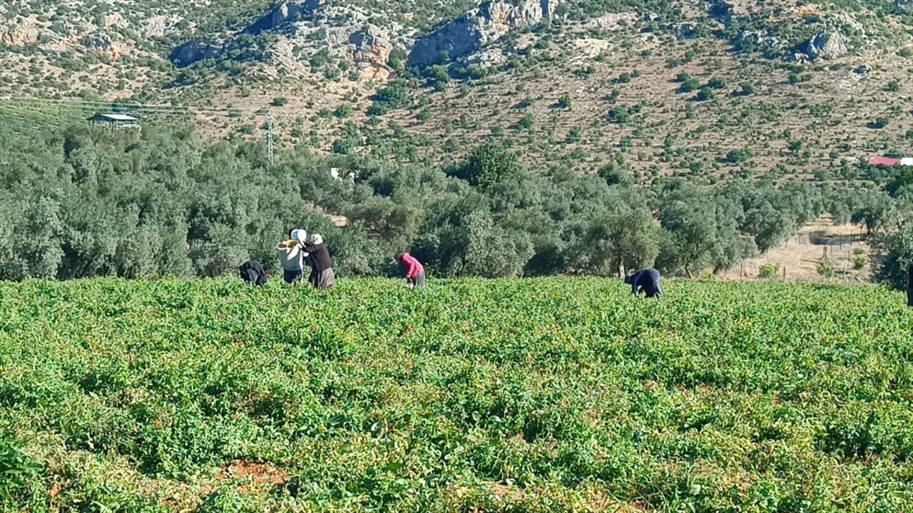 Adana'nın Kozan ilçesinde açık alanda yetiştirilen güz domatesleri hasat edildi.