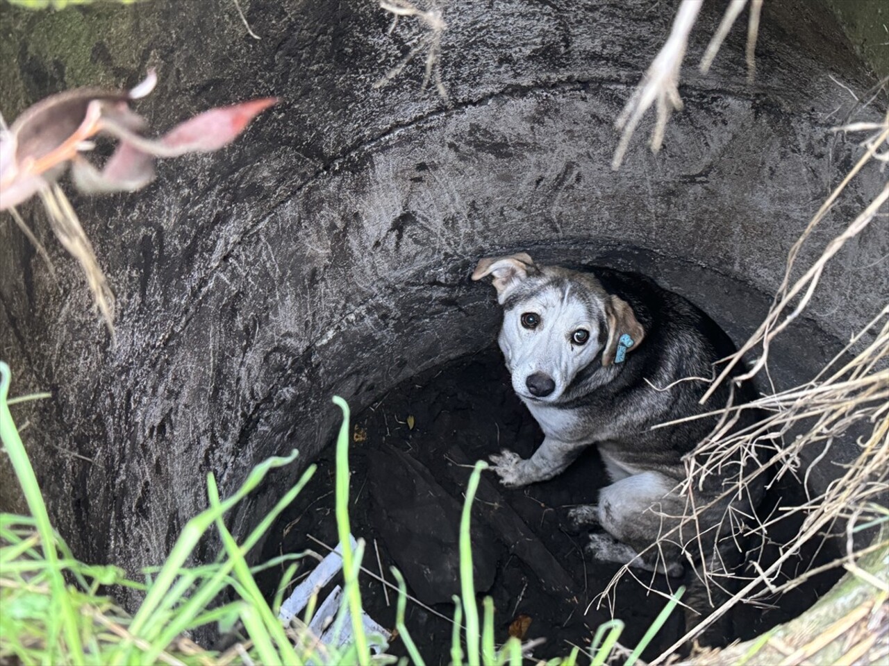 Sakarya'nın Adapazarı ilçesinde düştüğü kuyuda mahsur kalan sahipsiz köpek, itfaiye ekiplerince...