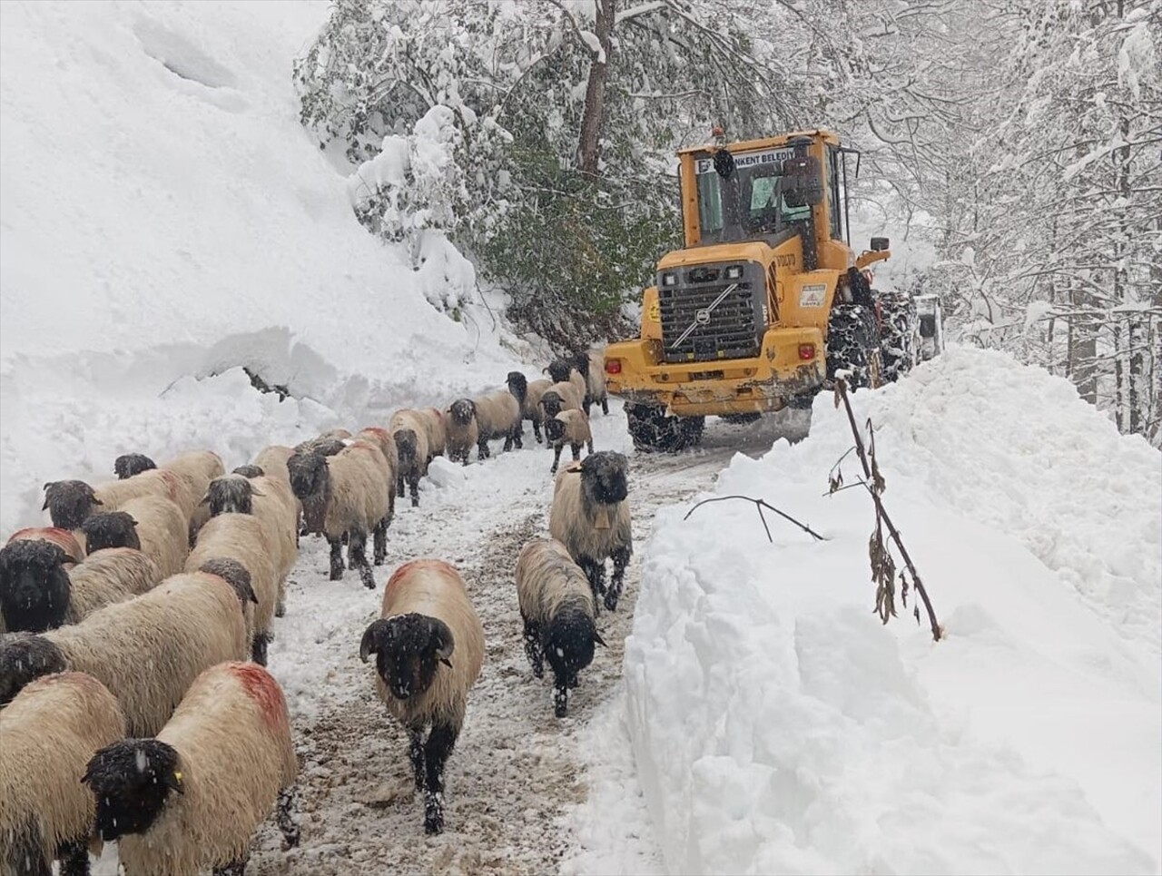 Giresun'da karla mücadele çalışmaları üçüncü gününde de devam ediyor. İl Özel İdaresi ekipleri ...