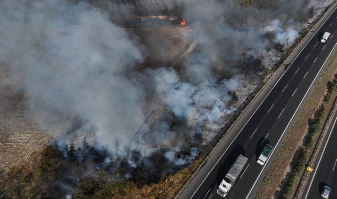 Adana'nın Sarıçam ilçesindeki ağaçlık