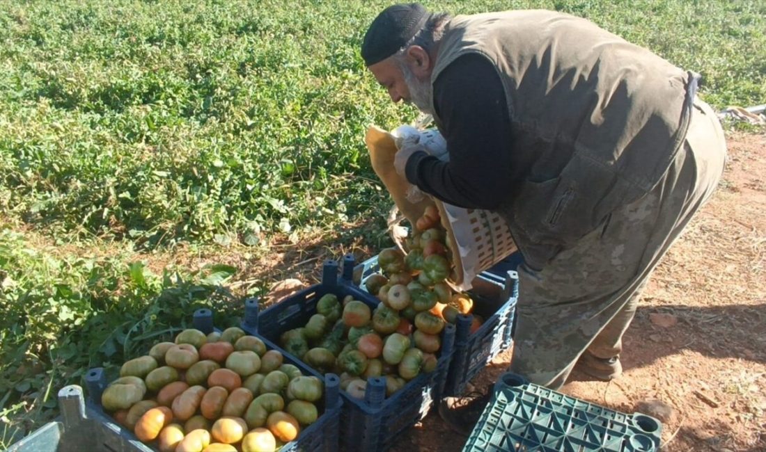 Adana'nın Kozan ilçesinde çiftçi