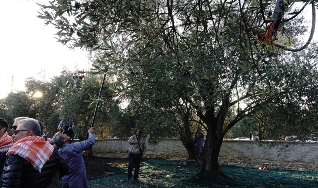 Ayvalık'ta düzenlenen Zeytin Hasat