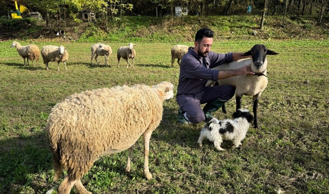 Bartın'daki Derecik köyünde kurtlar,