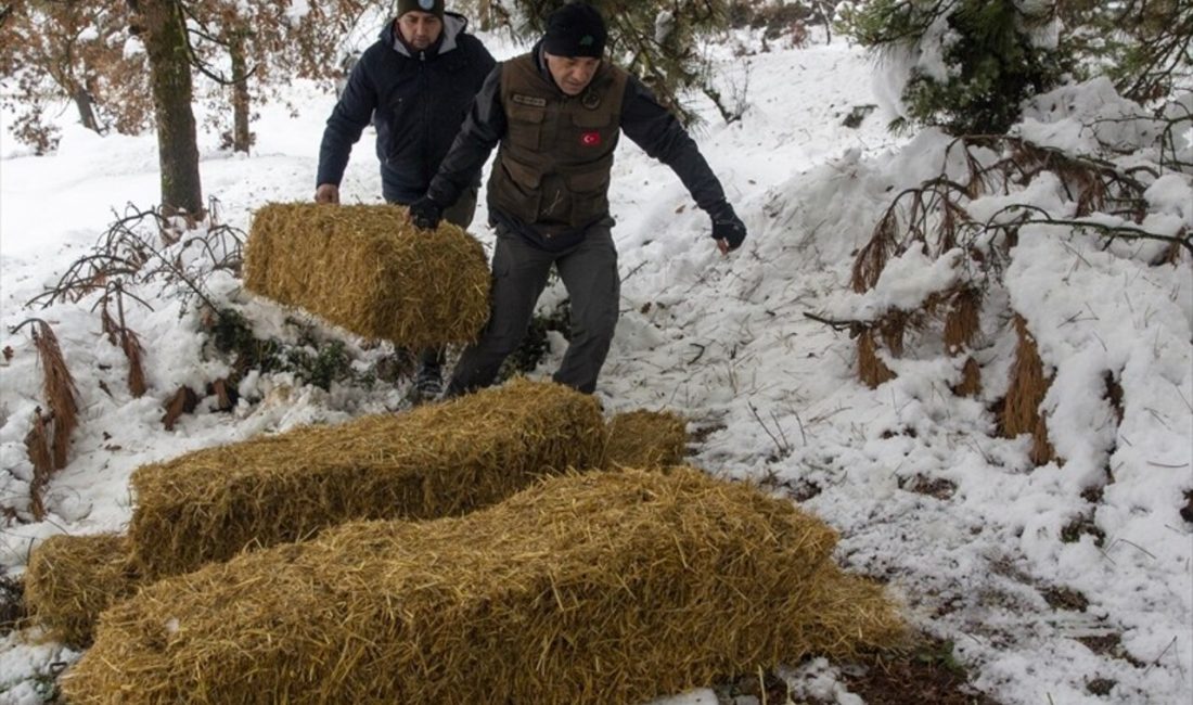 Bolu'da kış koşullarında yılkı