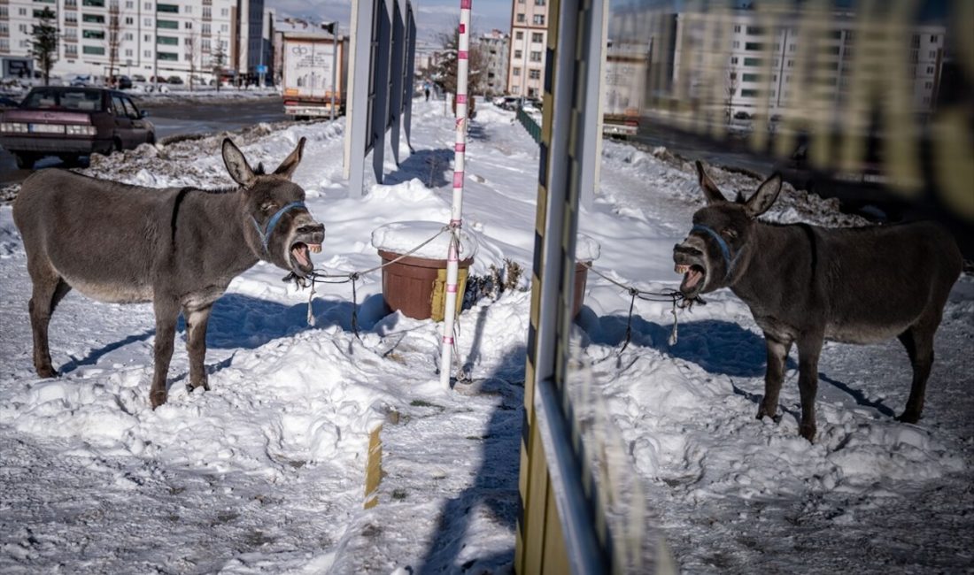 Erzurum'da taksiciler, dondurucu soğukta