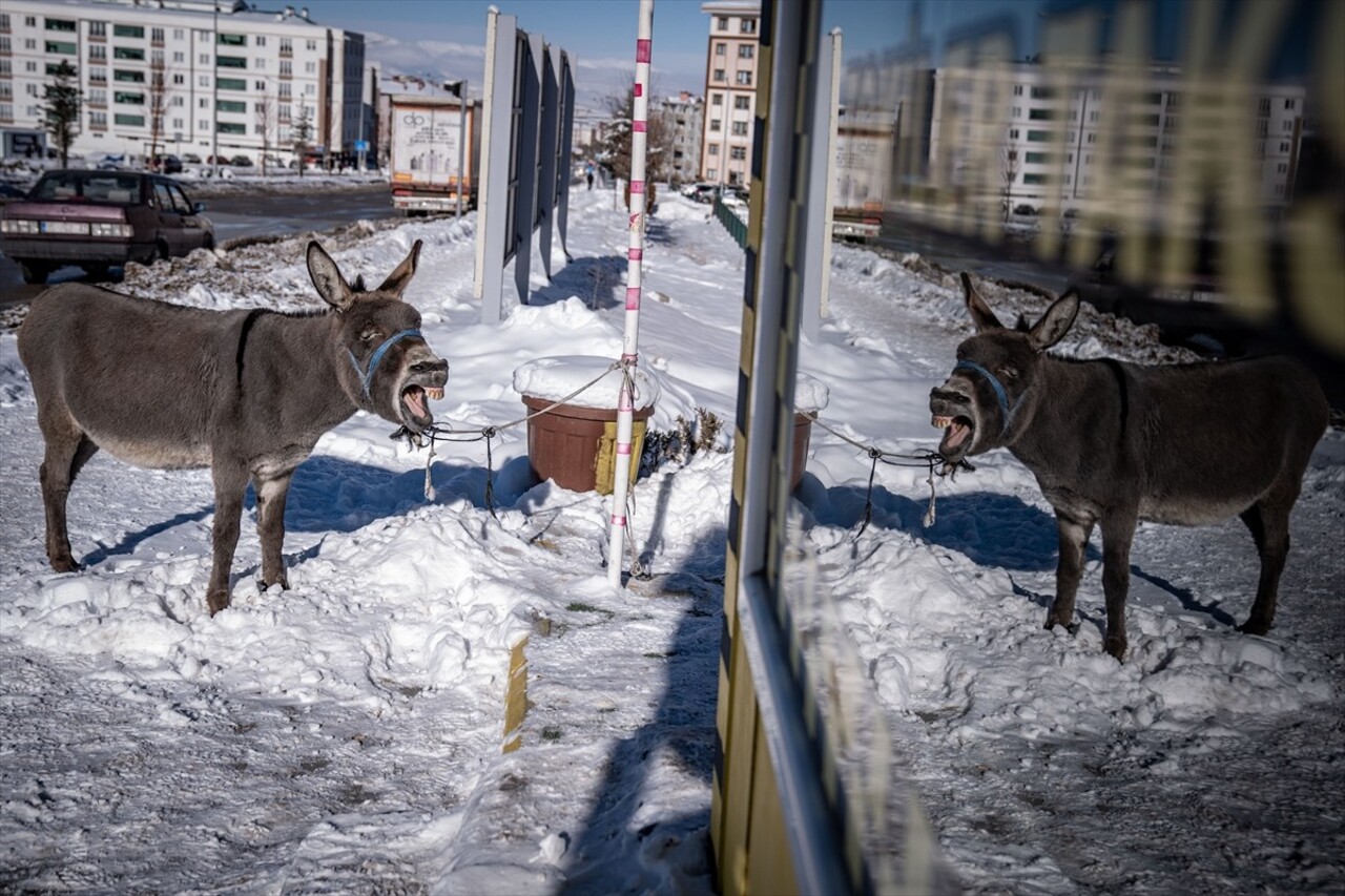 Erzurum’da Taksicilerden Eşeğe Şefkat