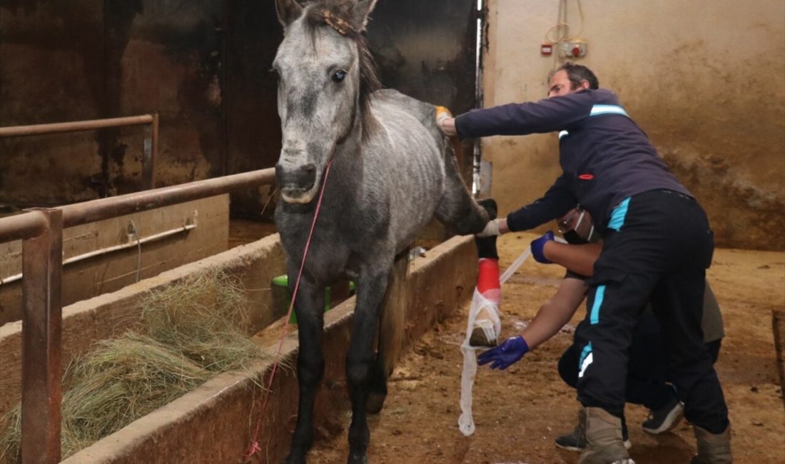 Erzurum'da sokakta görüntülenen atın