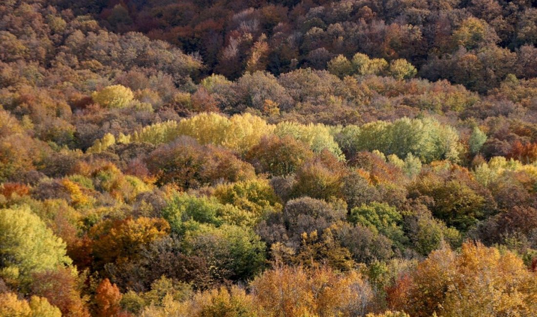 Istranca ormanları sonbaharda renk