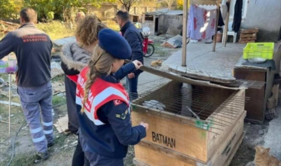 Kırklareli'nde yasaklı ırk köpek