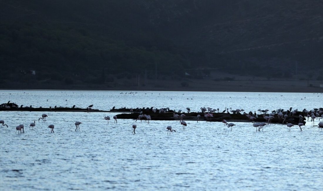 Muğla'nın Tuzla Sulak Alanı'nda