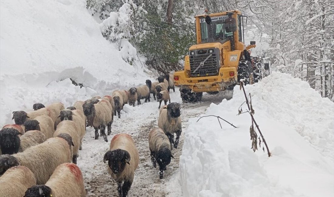 Giresun, Rize, Artvin, Ordu,