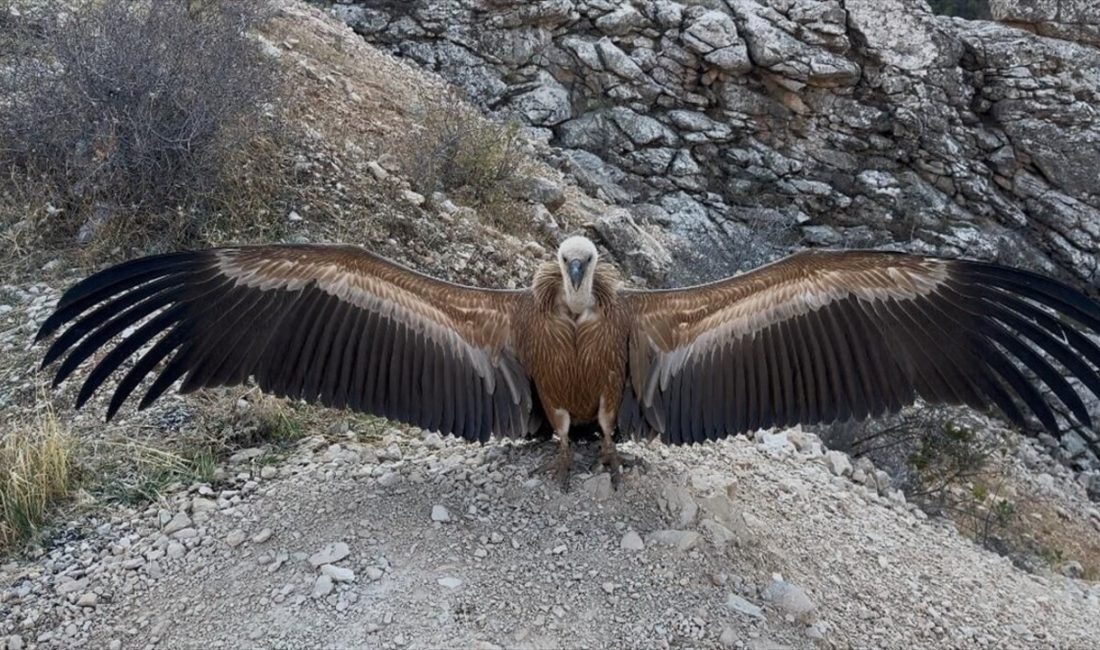 Şırnak'ta yaralı halde bulunan